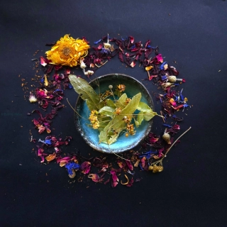 Lípa srdčitá květ celý